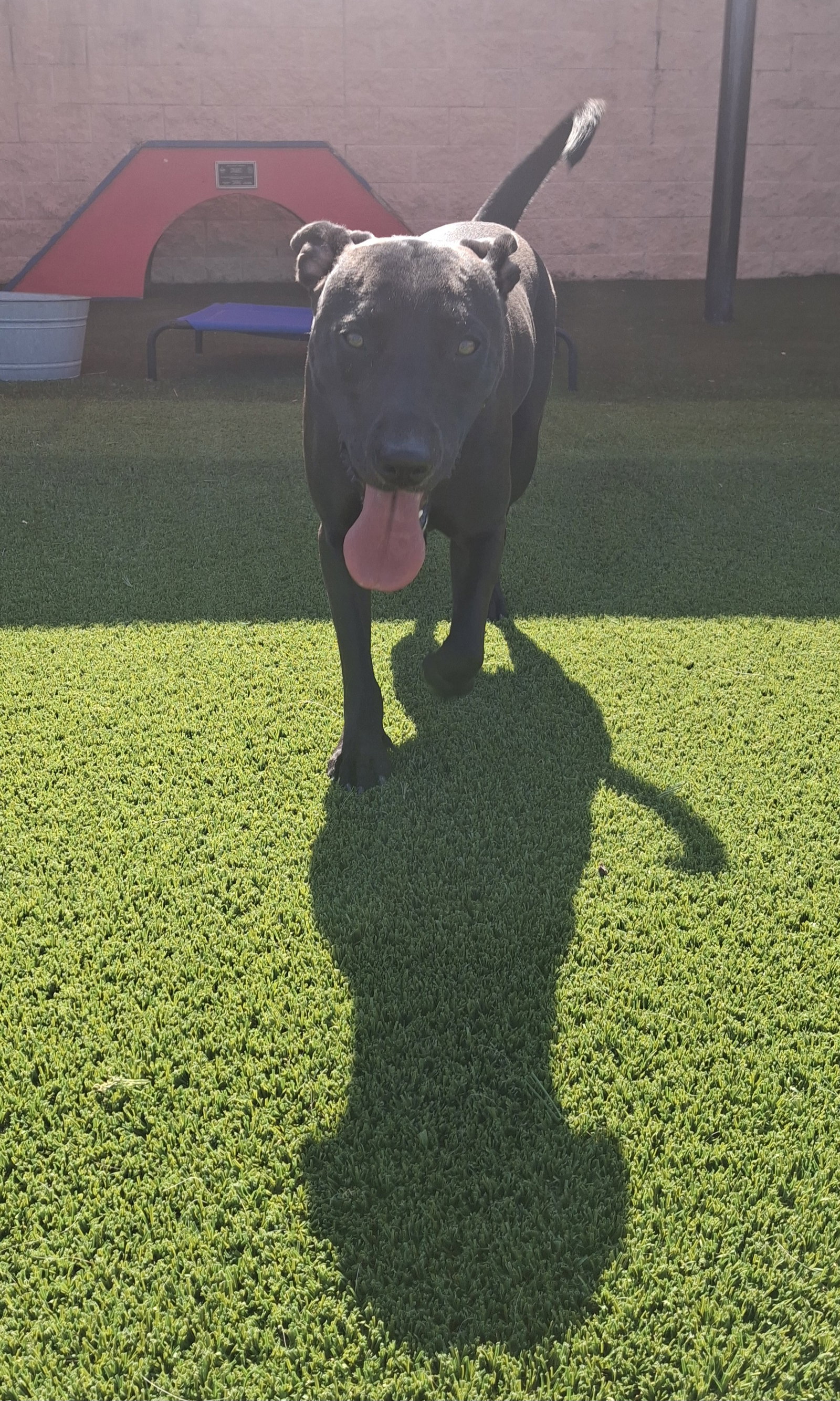 Max, photo 7