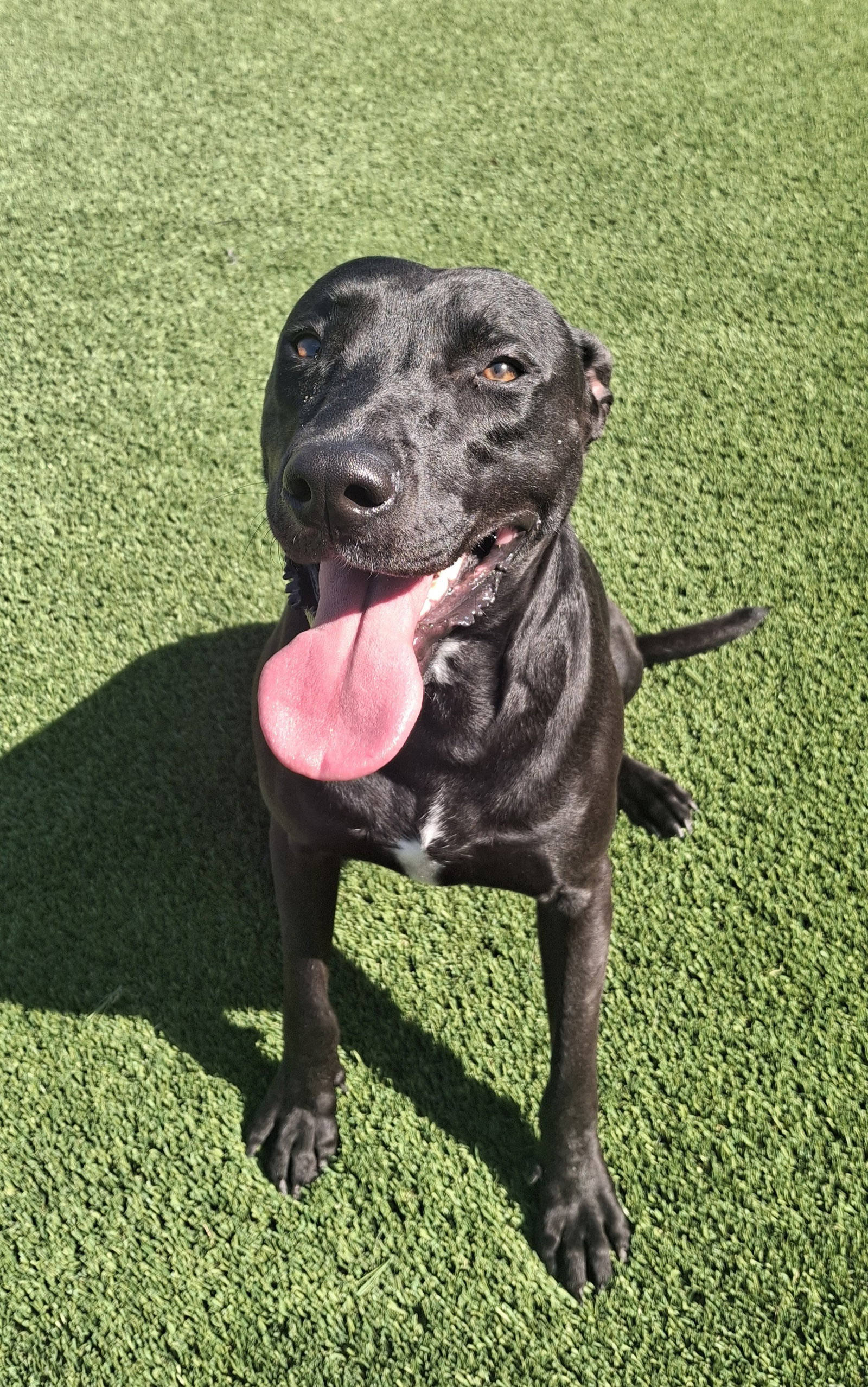 Max, photo 9
