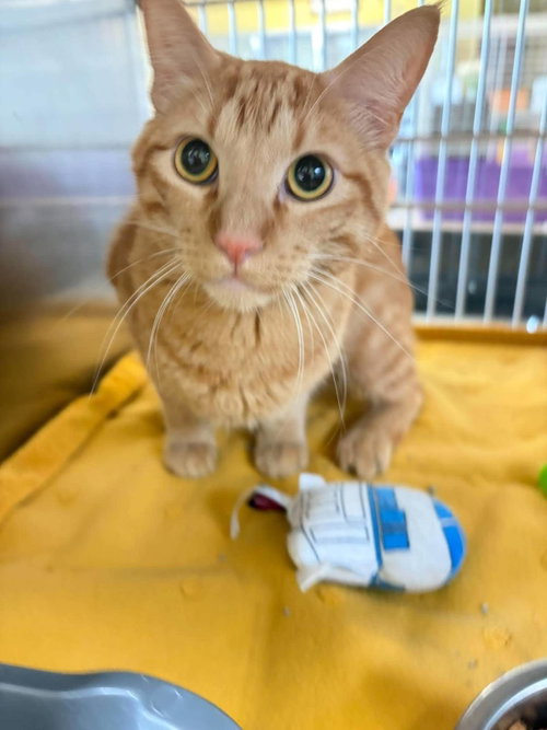 Simba, a cat for adoption from Rockwall Animal Adoption Center
