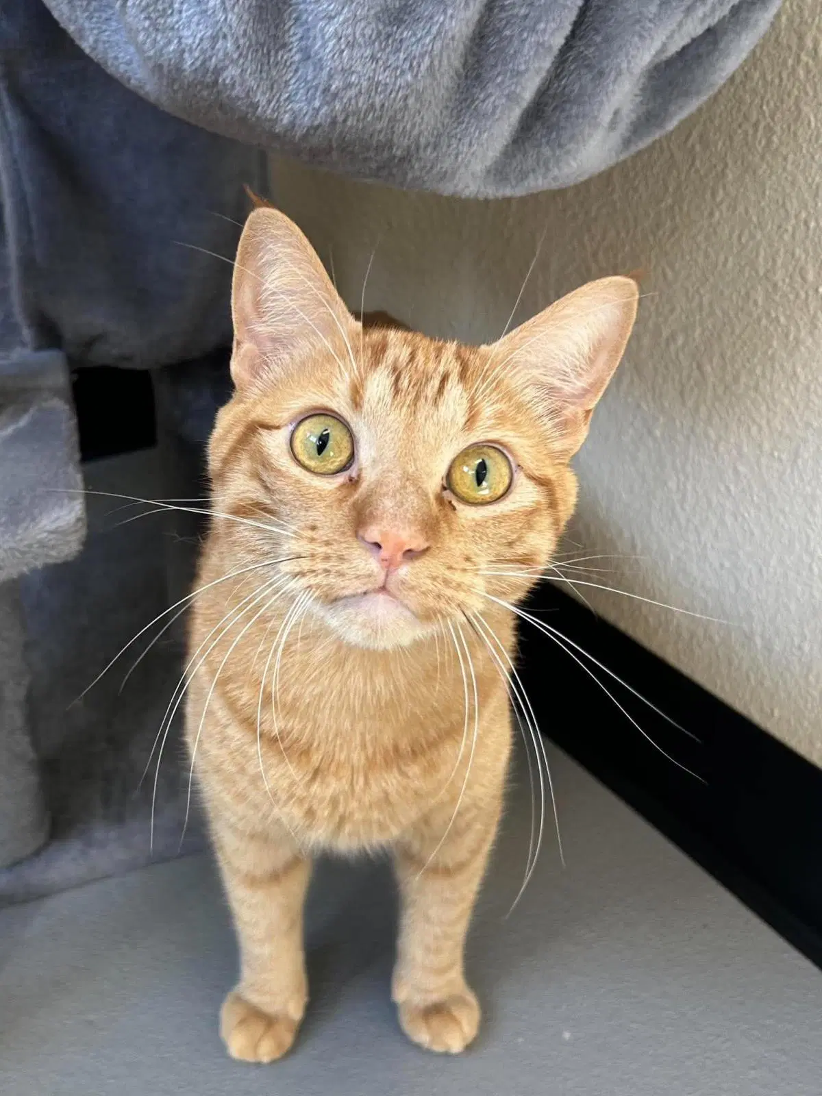 Simba - Domestic Short Hair