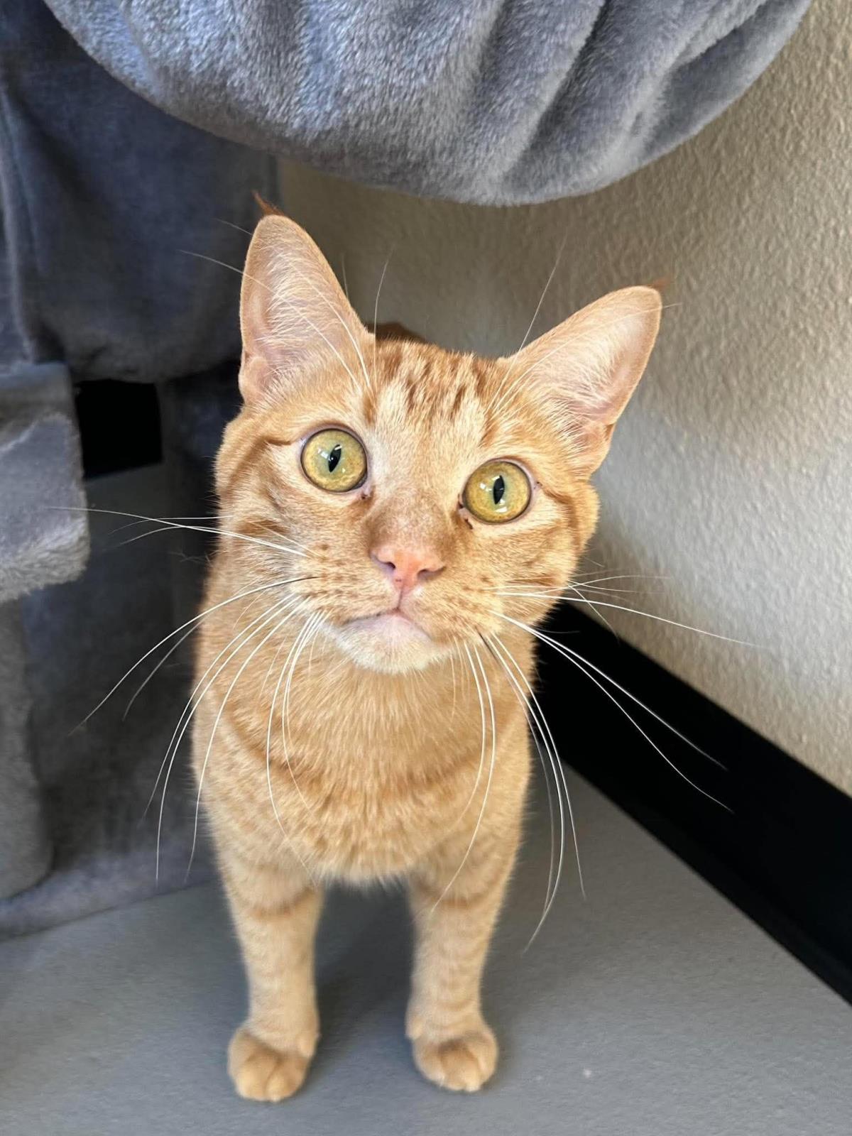 Simba