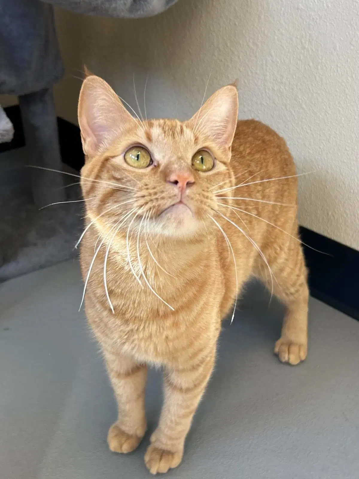 Simba image 2