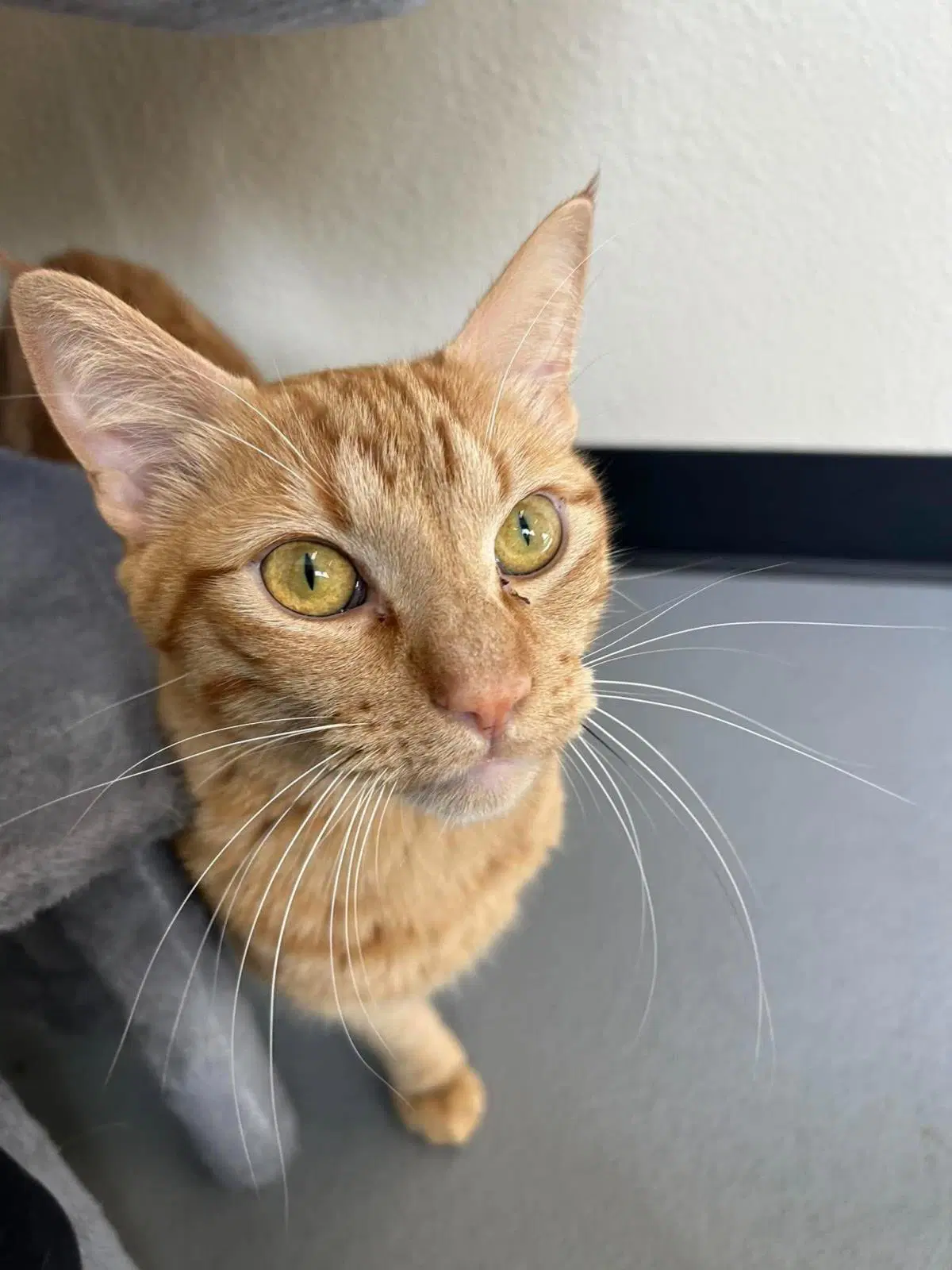 Simba image 4