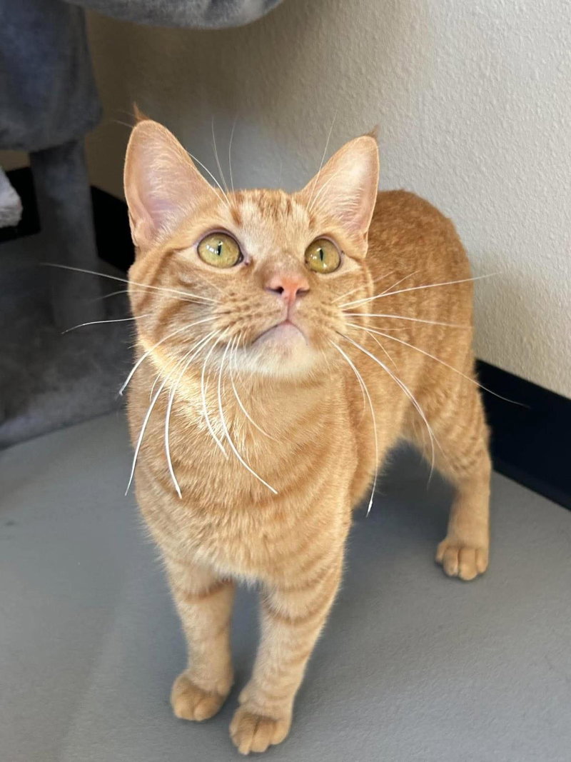 Simba, photo 3