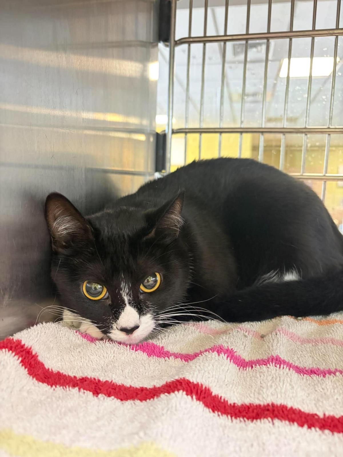 Demi, Domestic Short Hair