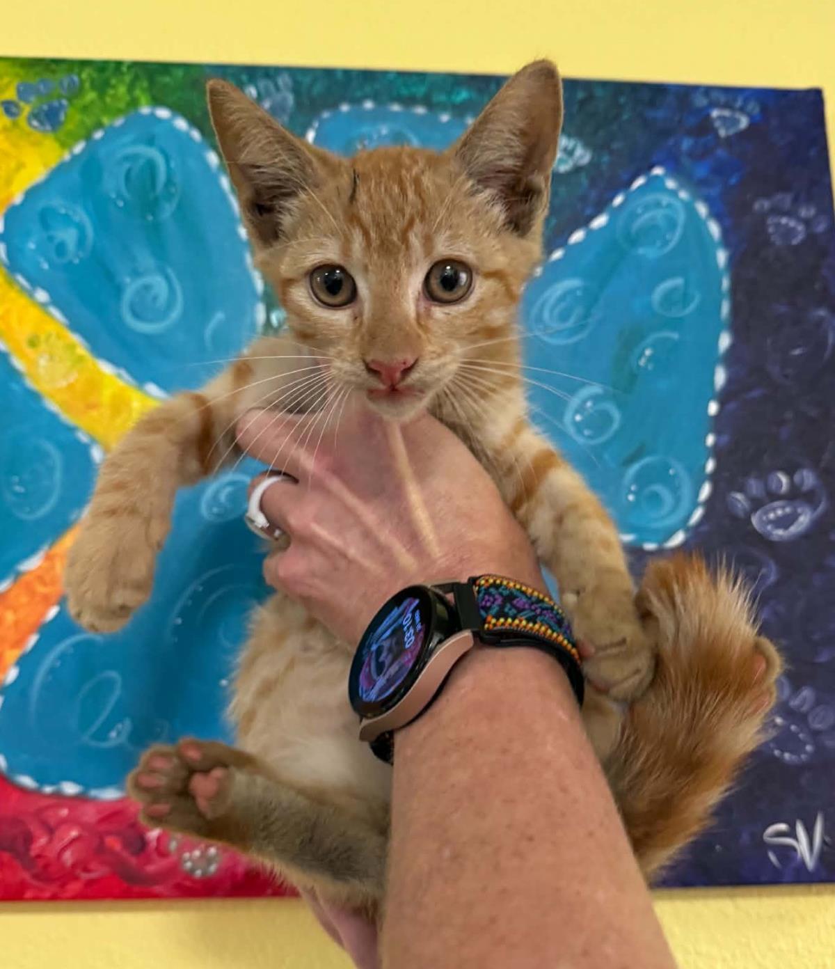 Clutch, Domestic Short Hair