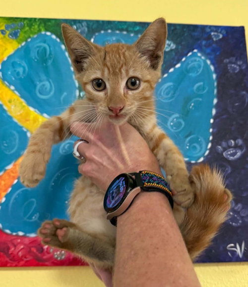 Clutch, a cat for adoption from Rockwall Animal Adoption Center