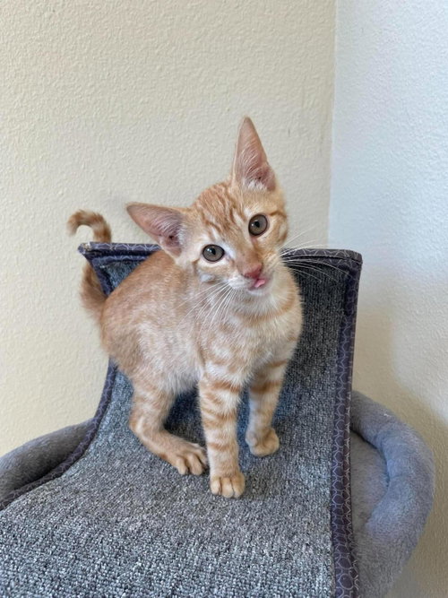 Clutch, Domestic Short Hair / Mixed