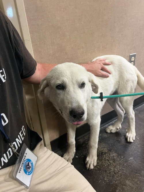 Found stray: Drake, a dog for adoption from Rockwall Animal Adoption Center