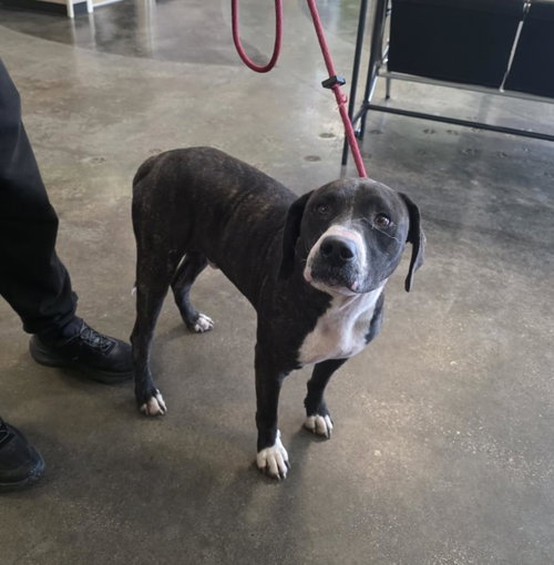 Found stray: Gene, a dog for adoption from Rockwall Animal Adoption Center