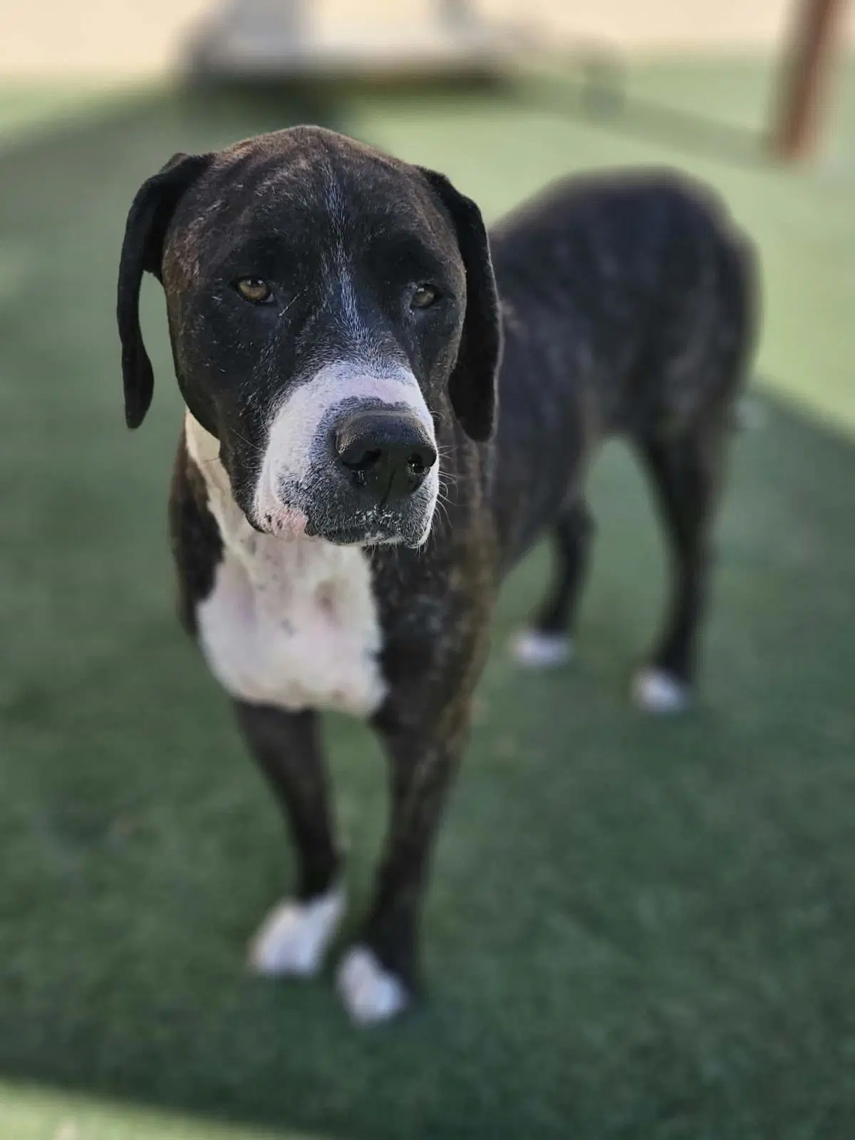 Gene - Plott Hound