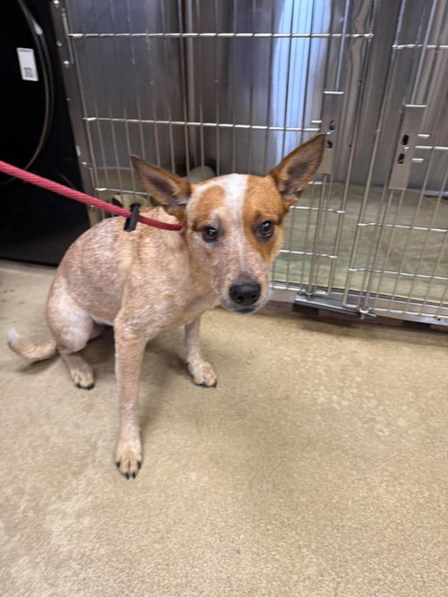 Cali Girl, a dog for adoption from Rockwall Animal Adoption Center