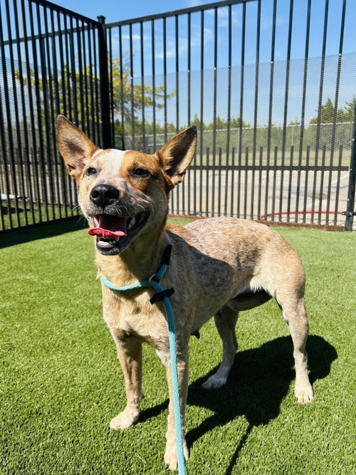 Cali Girl, Australian Cattle Dog/Blue Heeler / Mixed