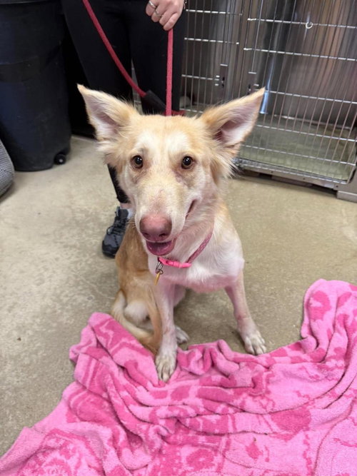 Wolfie, a dog for adoption from Rockwall Animal Adoption Center