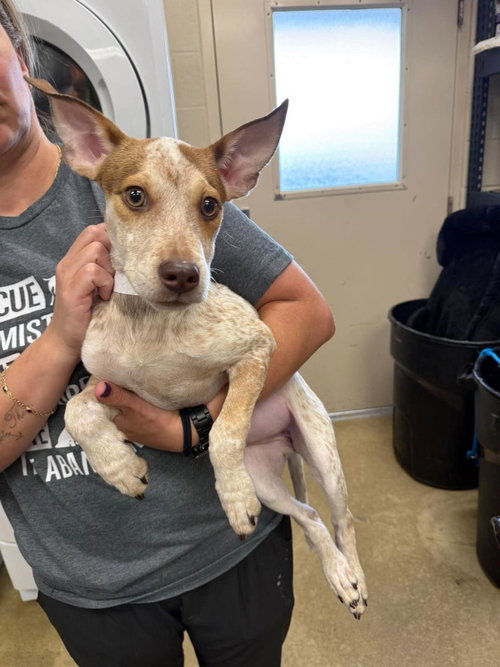 Jasmine, a dog for adoption from Rockwall Animal Adoption Center