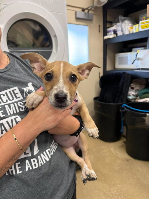 Josie, a dog for adoption from Rockwall Animal Adoption Center