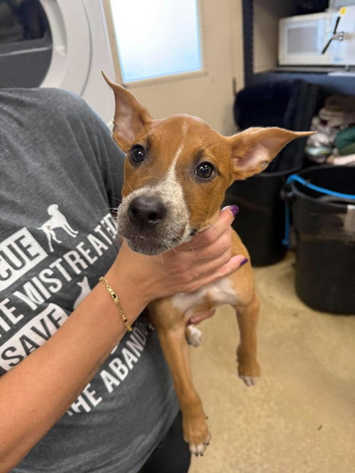 Jenny, a dog for adoption from Rockwall Animal Adoption Center