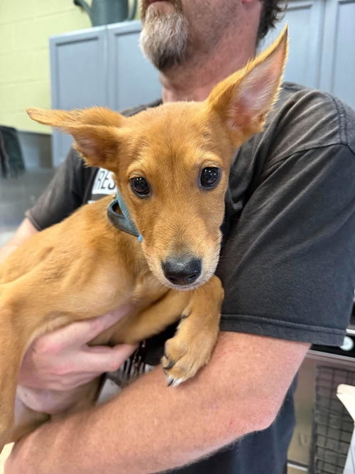 Junebug, a dog for adoption from Rockwall Animal Adoption Center