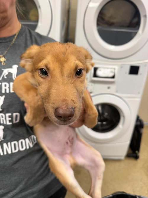 Jude, a dog for adoption from Rockwall Animal Adoption Center