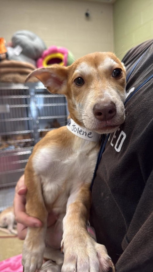 Jolene, a dog for adoption from Rockwall Animal Adoption Center