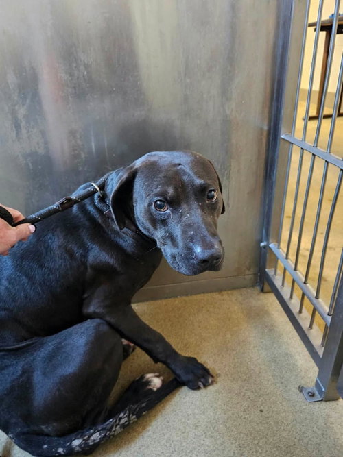 Found stray: Voodoo, a dog for adoption from Rockwall Animal Adoption Center