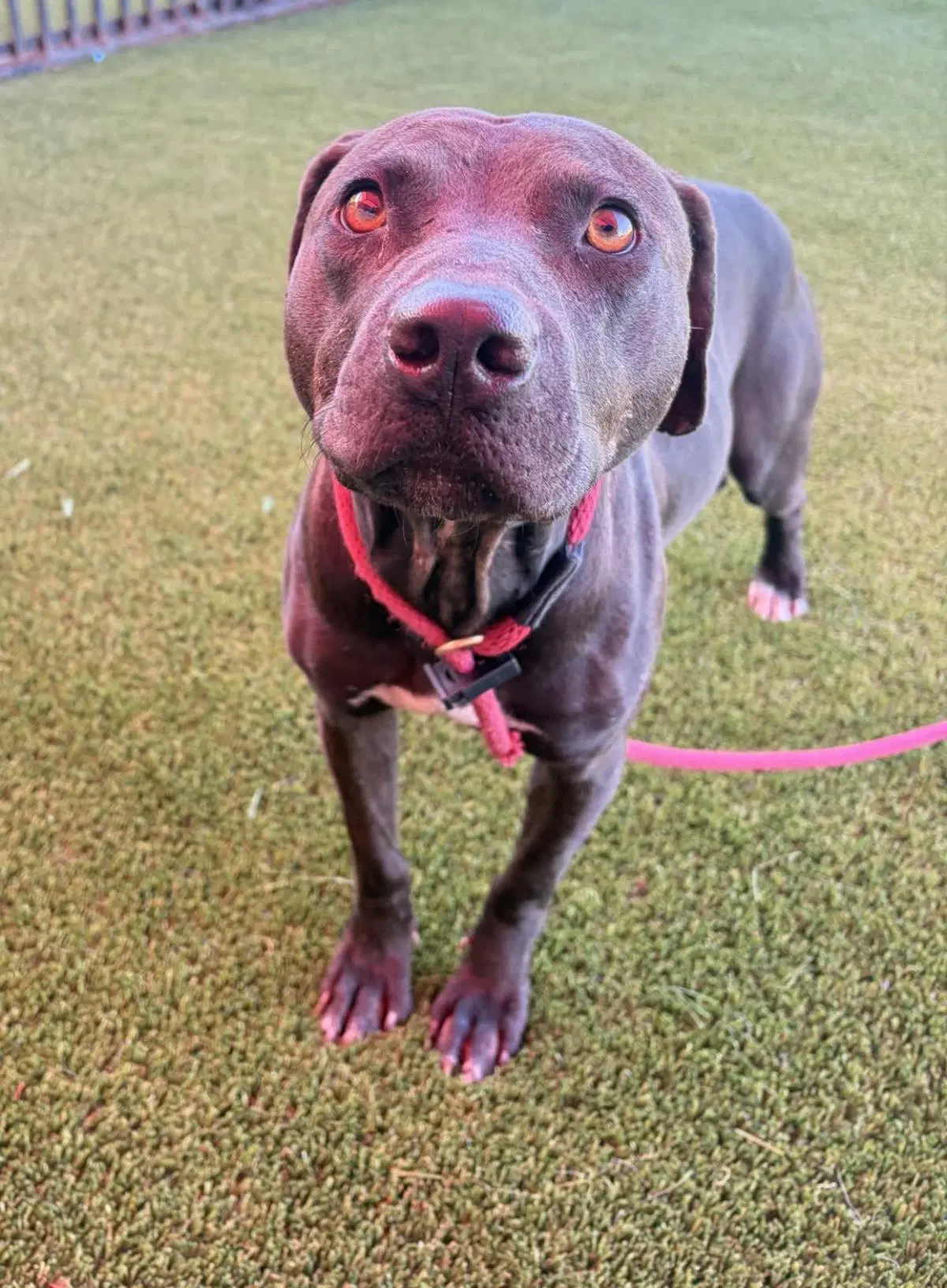 Voodoo - Pit Bull Terrier