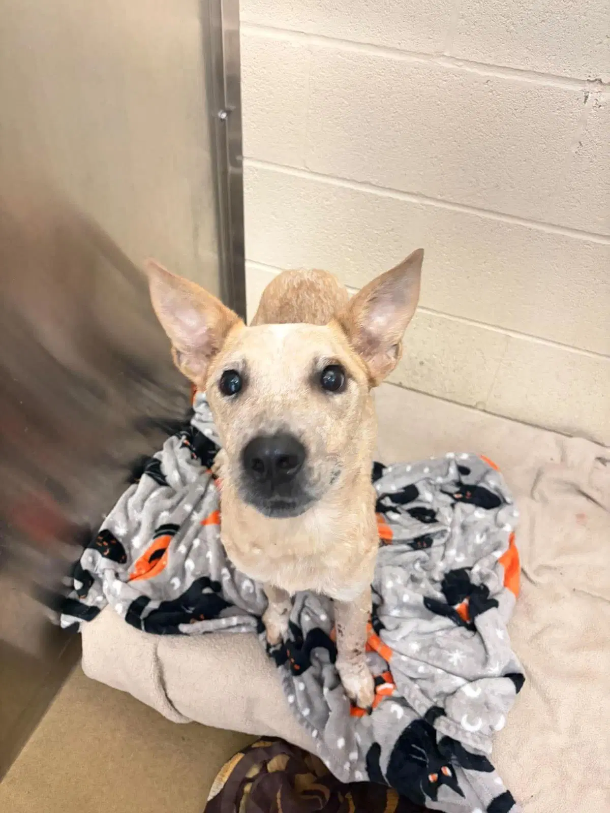 Ariel - Australian Cattle Dog/Blue Heeler