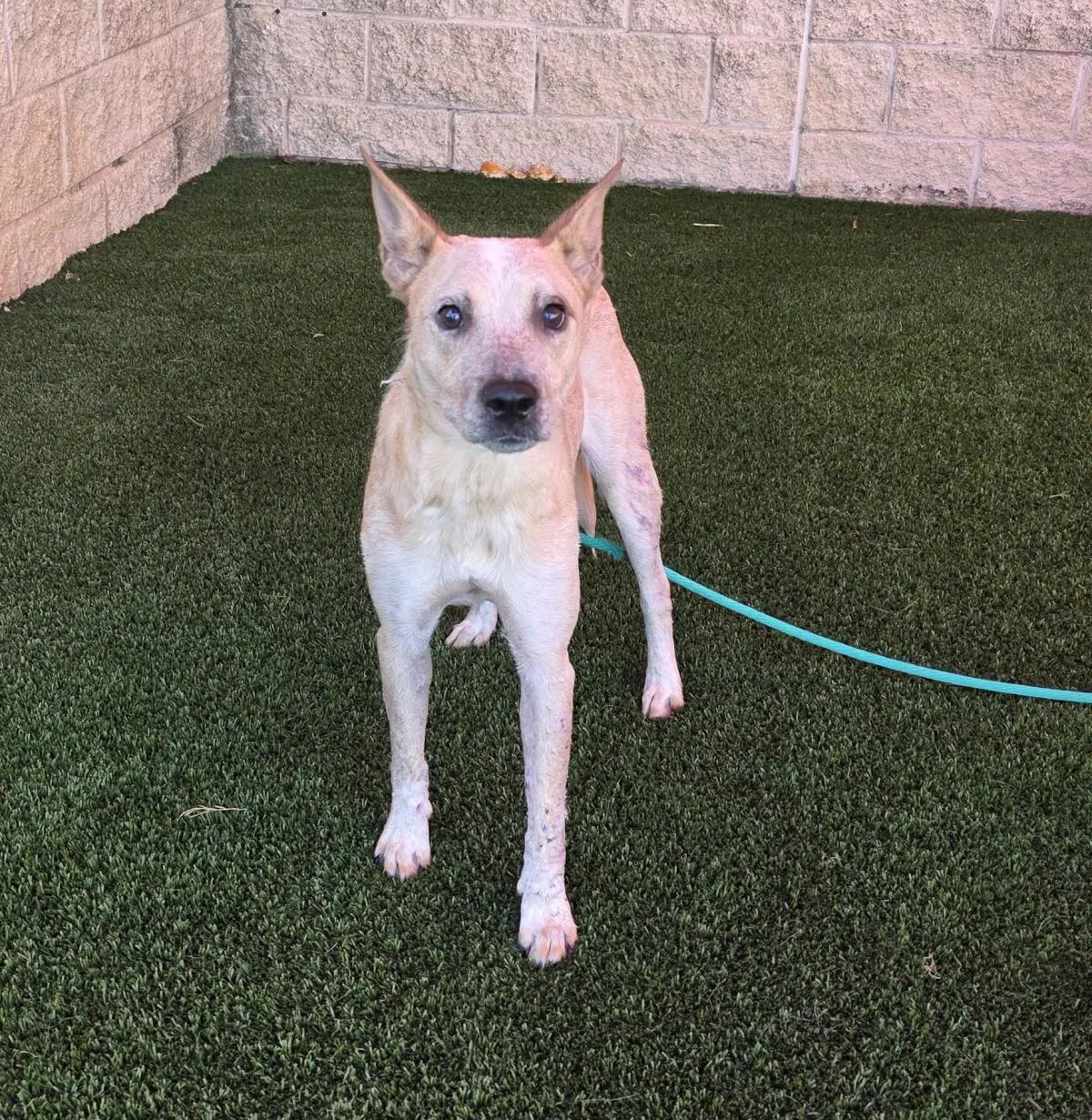 Ariel - Australian Cattle Dog/Blue Heeler
