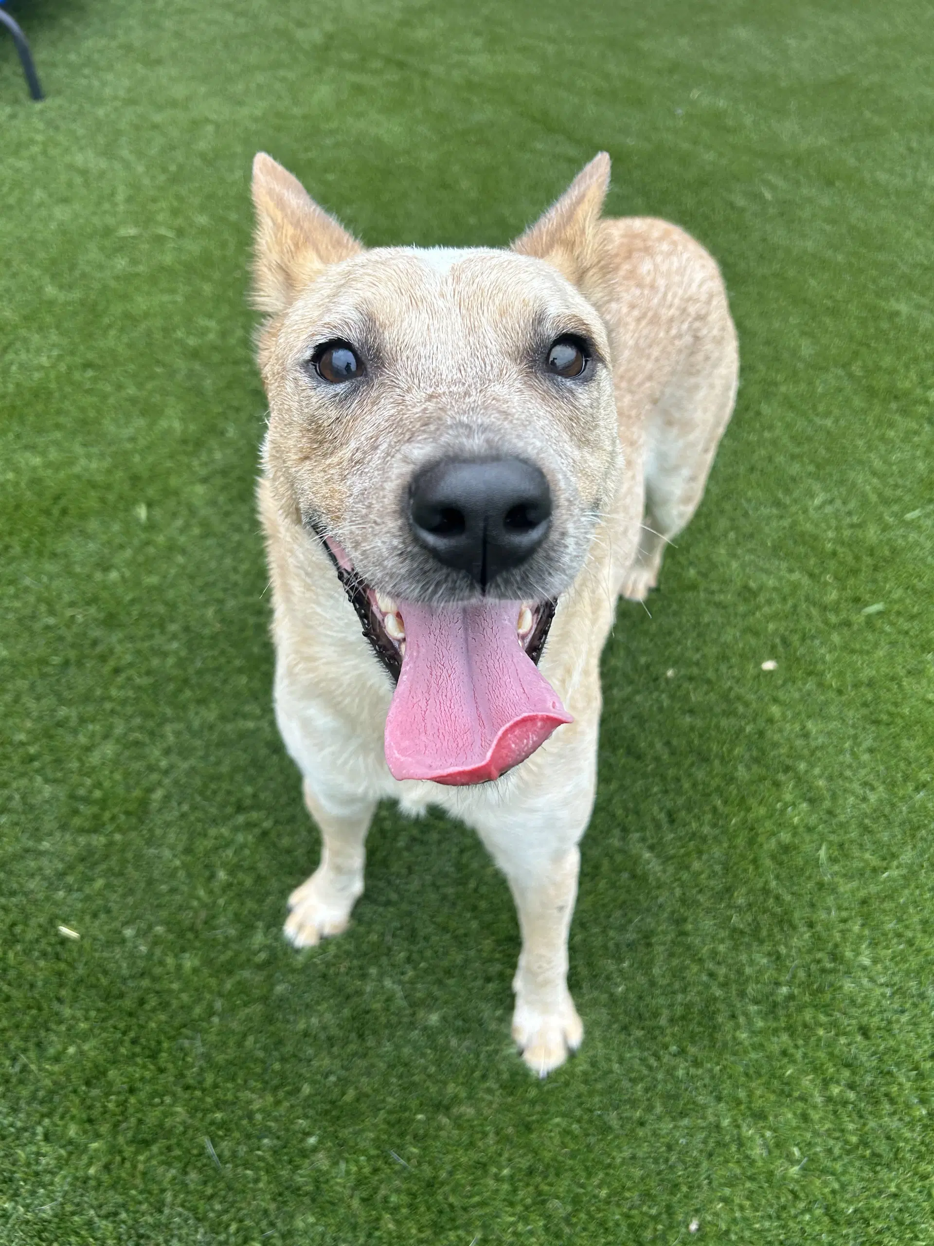 Ariel - Australian Cattle Dog/Blue Heeler