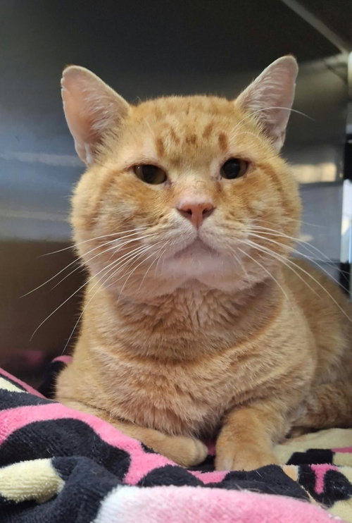 Hudson, Domestic Short Hair / Mixed