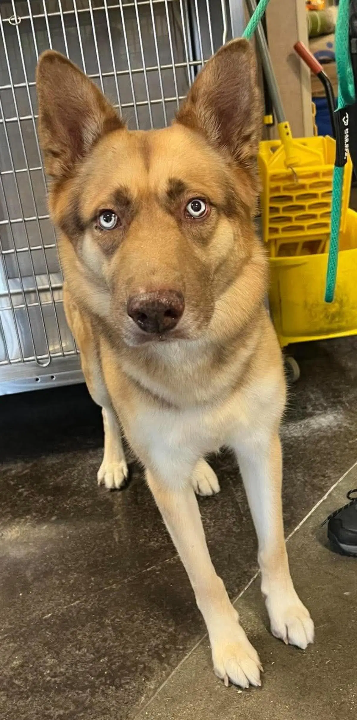 Owen- In Foster - Shepherd