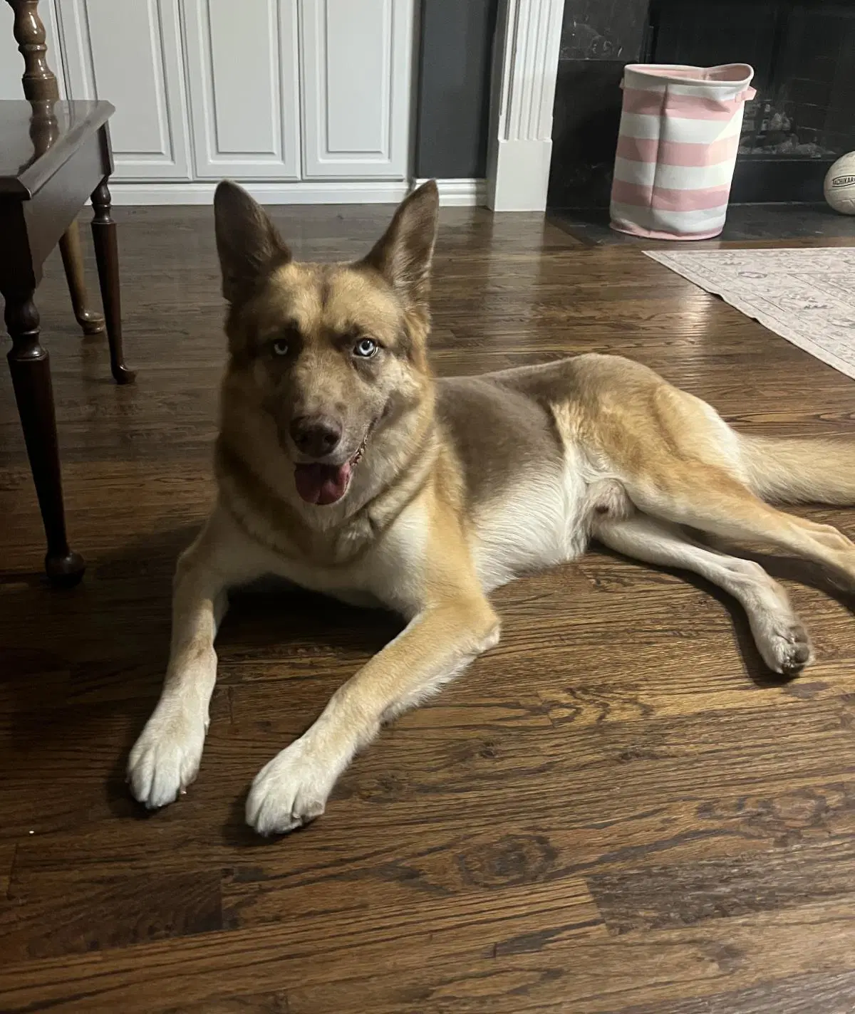 Owen- In Foster - Shepherd