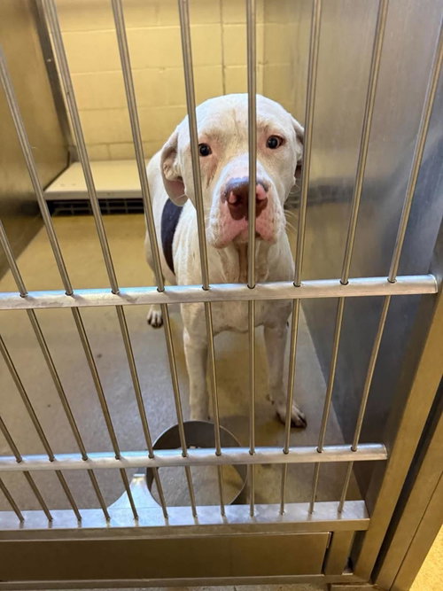 Found stray: Karma, a dog for adoption from Rockwall Animal Adoption Center
