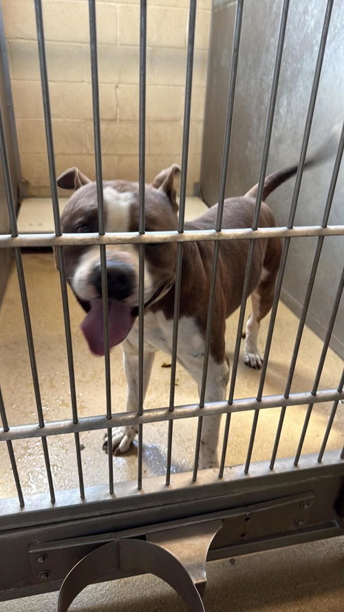Found stray: Ozzie, a dog for adoption from Rockwall Animal Adoption Center