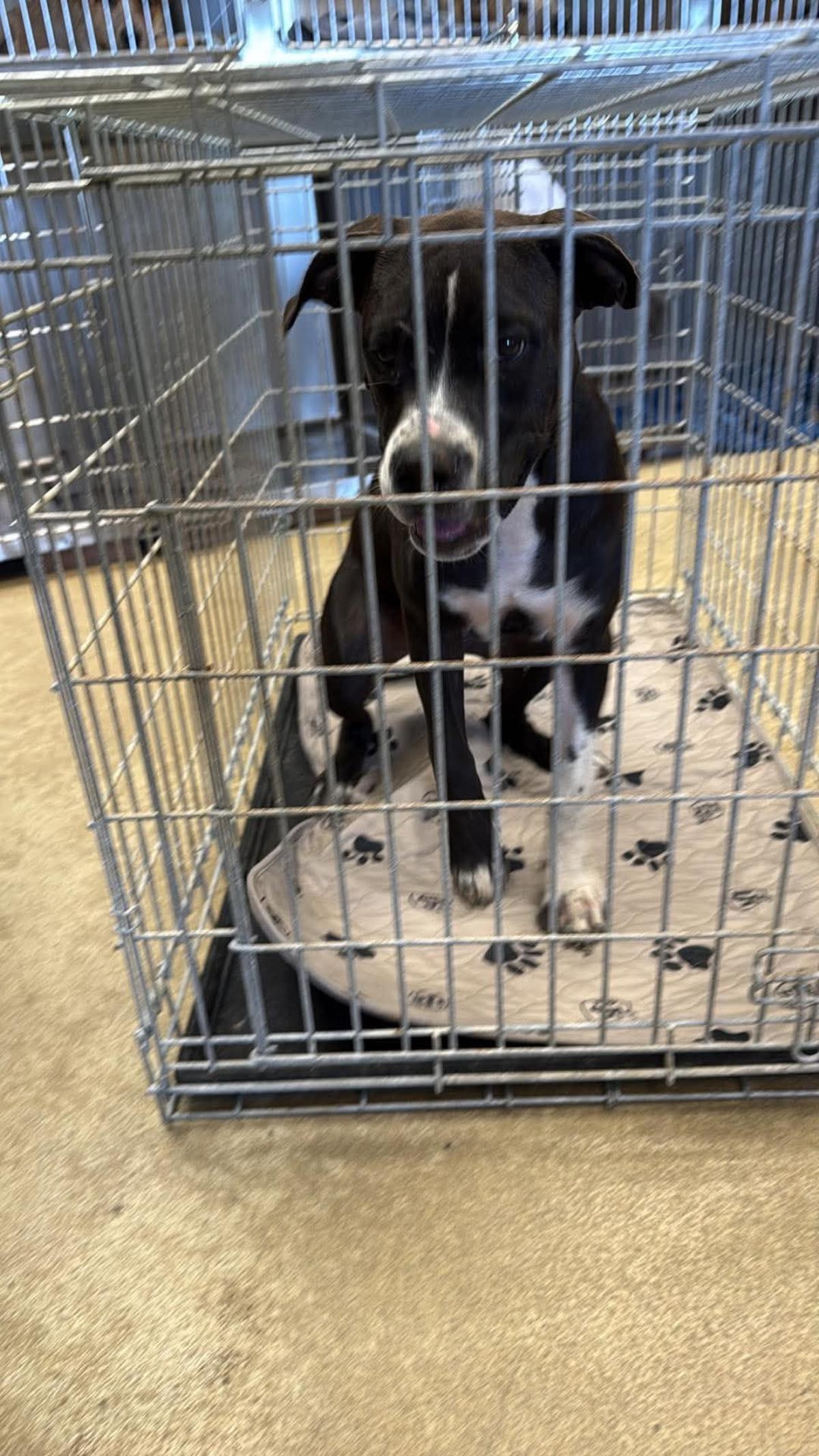 Found Stray Widow