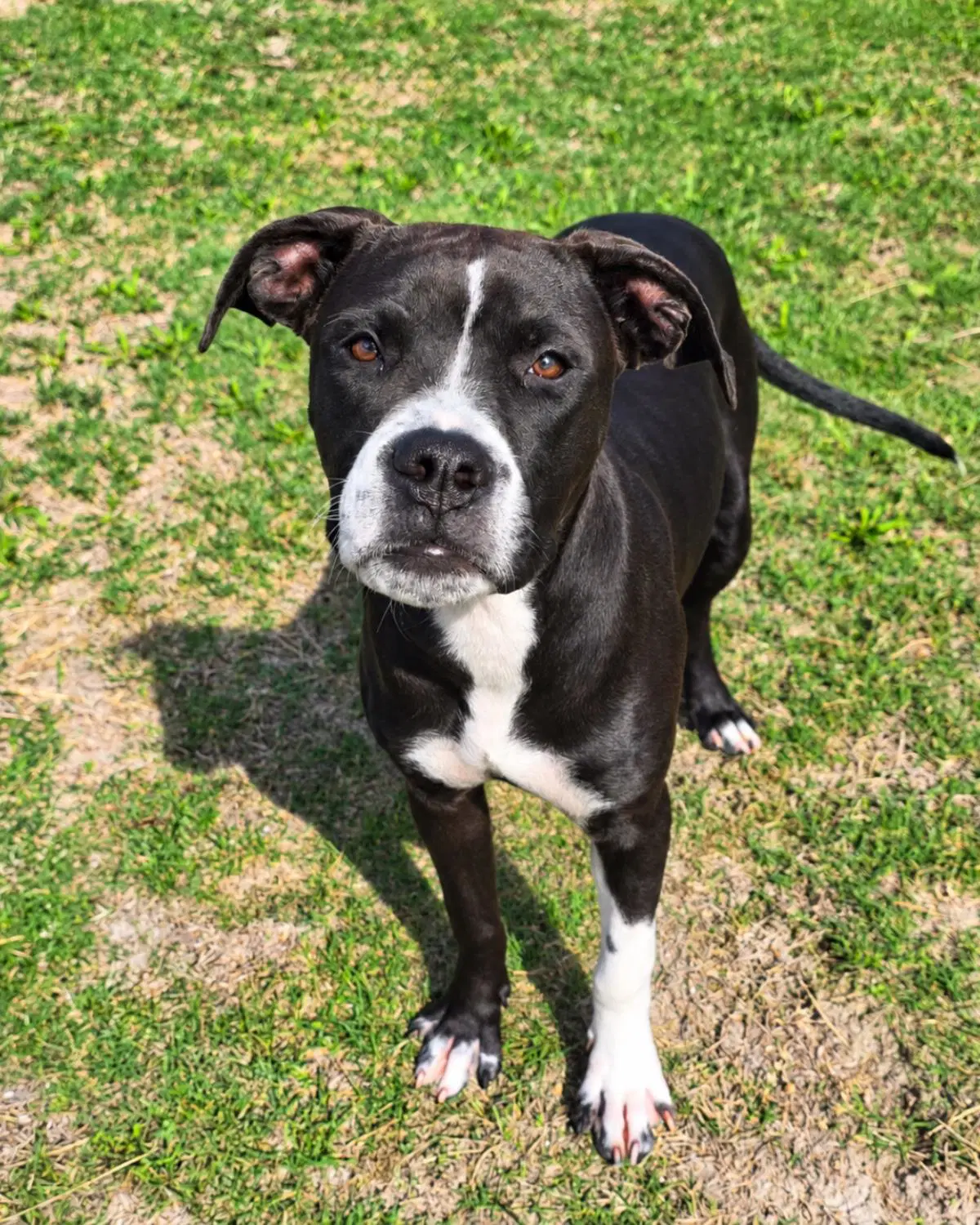 Found Stray Widow - Pit Bull Terrier