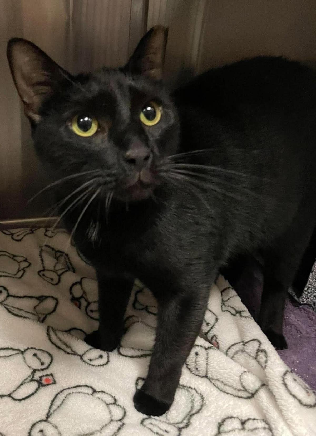 Loki