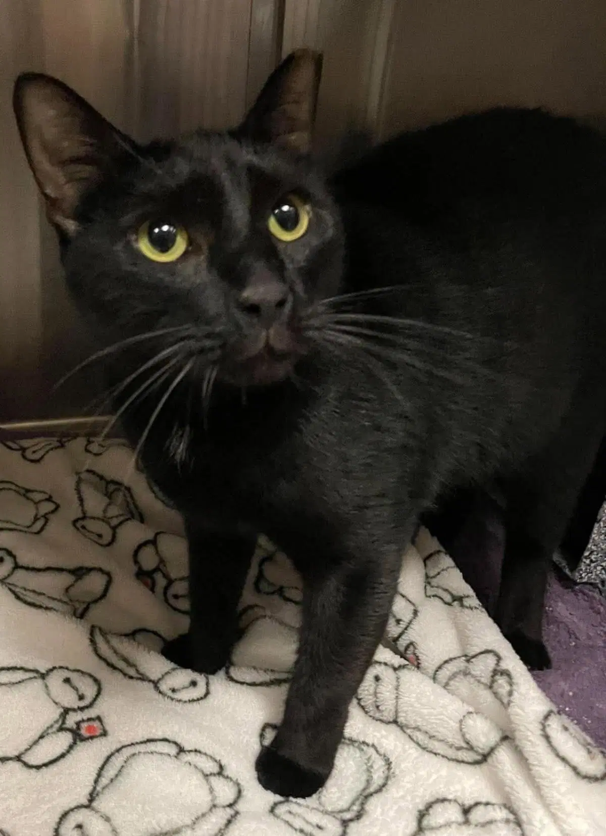 Loki - Domestic Short Hair