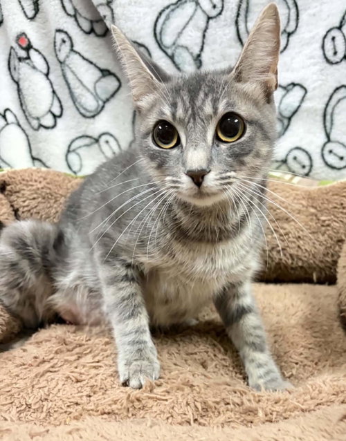 Bunny, a cat for adoption from Rockwall Animal Adoption Center