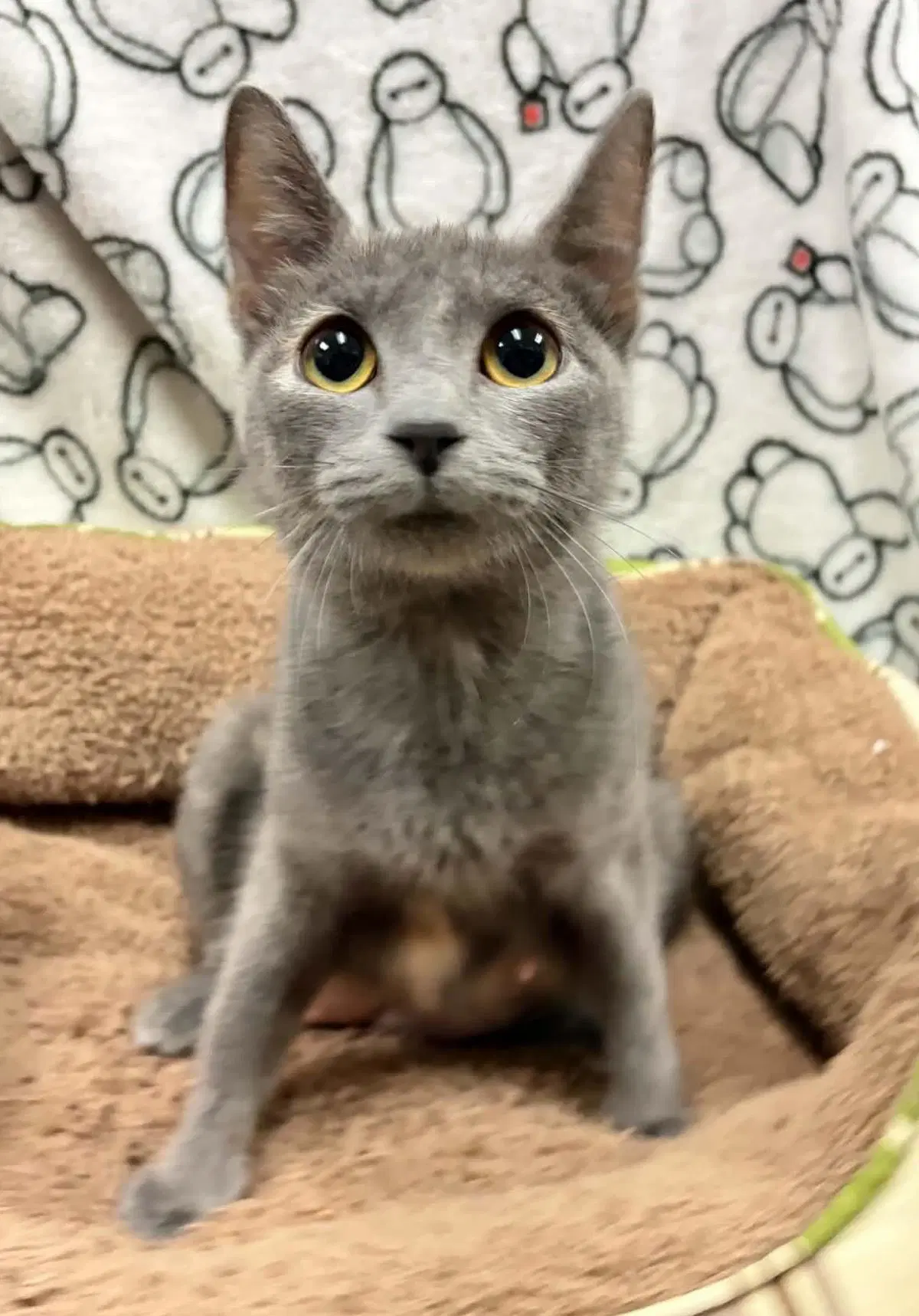 Tallulah - Manx