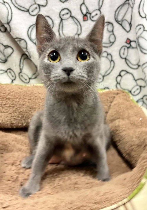 Tallulah, a cat for adoption from Rockwall Animal Adoption Center