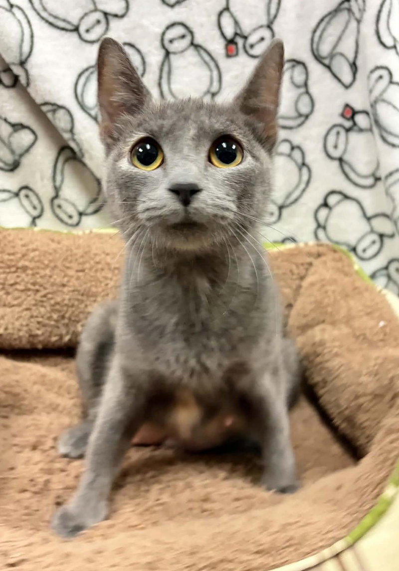 Tallulah, an adult female Manx cat up for adoption