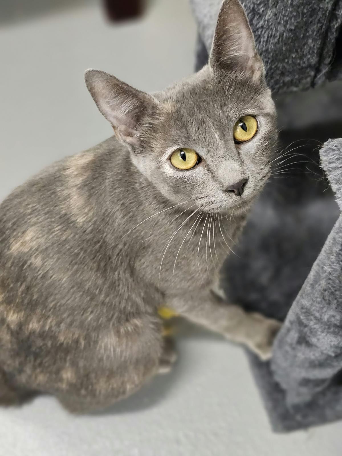 Tallulah