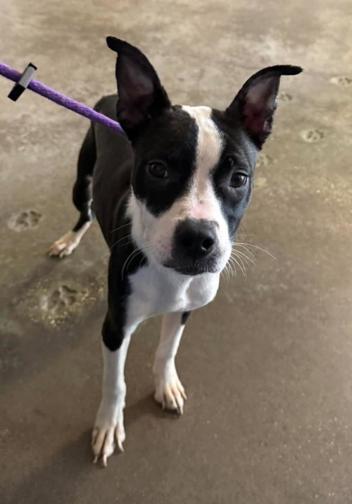 Olive, Boston Terrier / Mixed