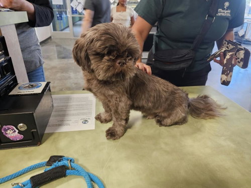 Found stray: King, Shih Tzu / Mixed