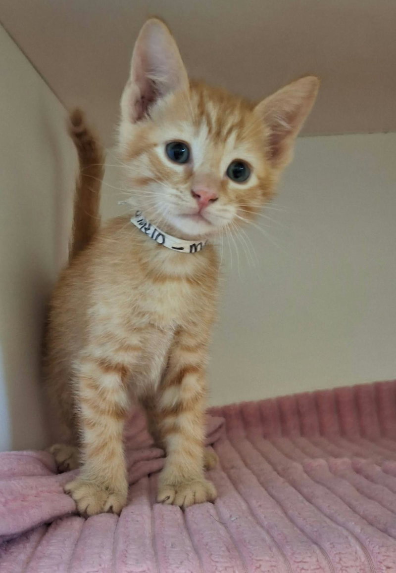 Tangelo, a male kitten up for adoption