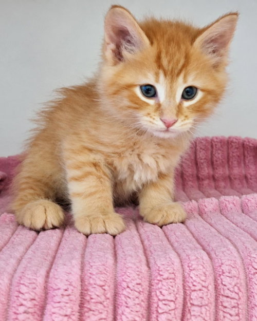 Taco, Domestic Short Hair / Mixed