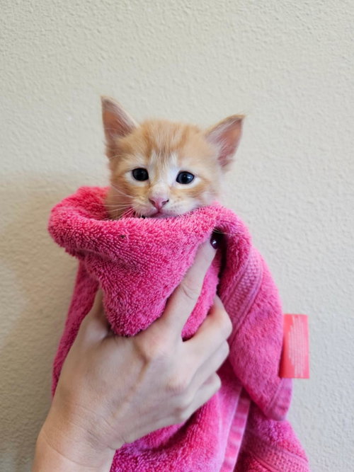 Photo 2 of Taco