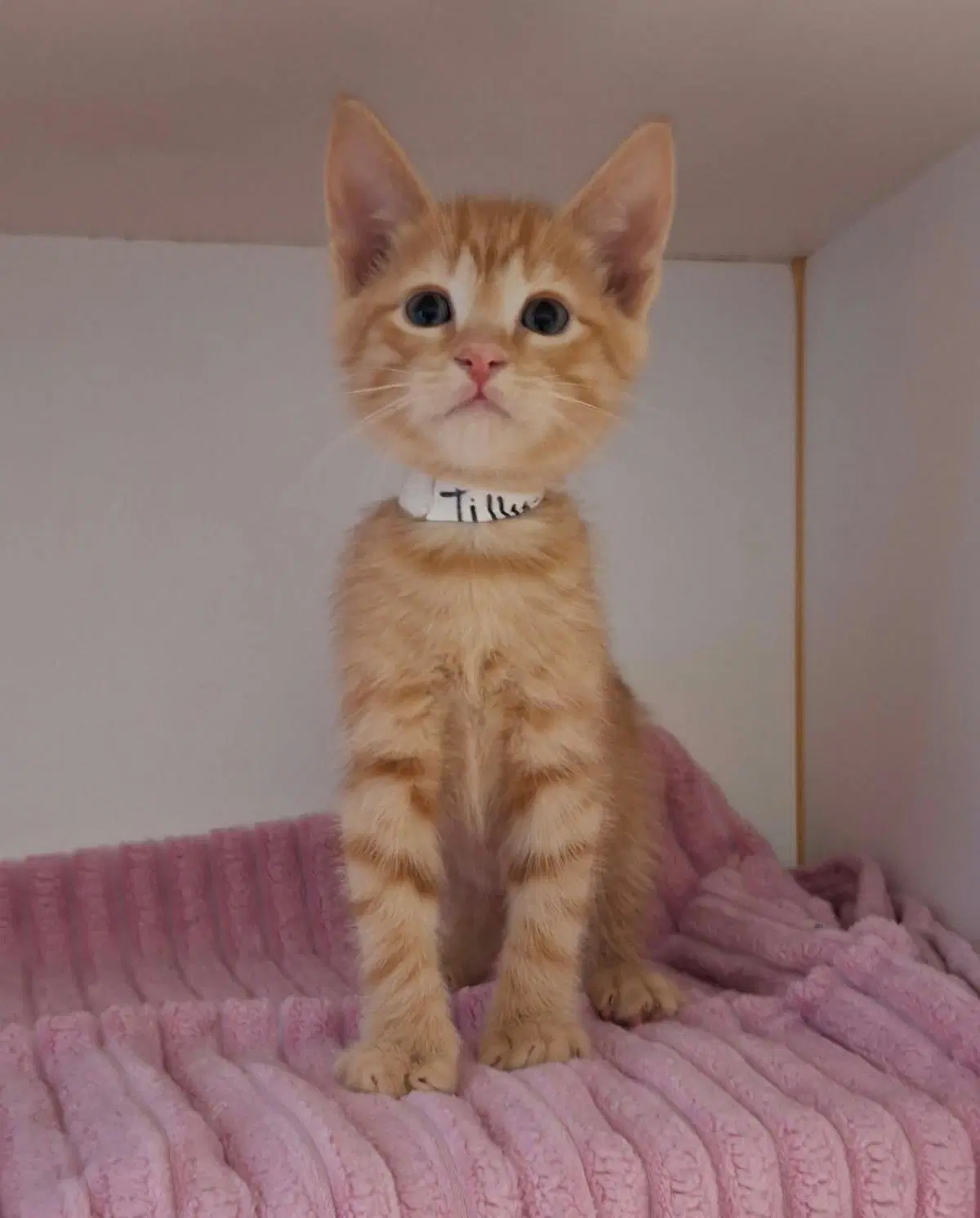 Tilly - Domestic Short Hair