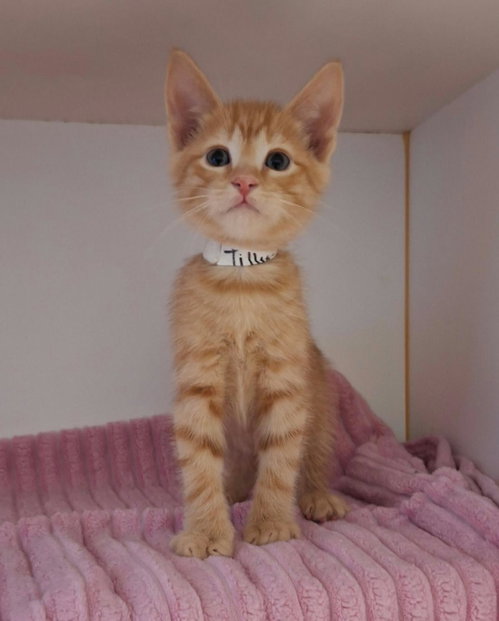Tilly, Domestic Short Hair / Manx / Mixed